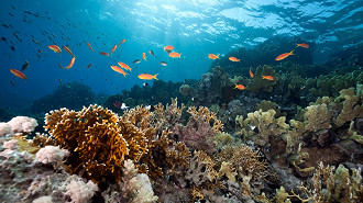 Dia Mundial dos Oceanos Dia Mundial dos Oceanos