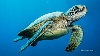 Hoje é Dia Mundial da Tartaruga Marinha Hoje é Dia Mundial da Tartaruga Marinha
