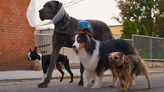 Ruim pra Cachorro Ruim pra Cachorro