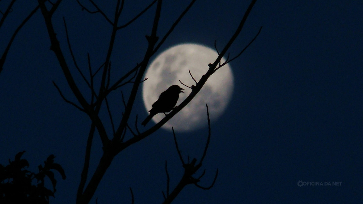 Qual a fase da lua de hoje (18)
