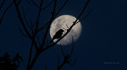 Últimos dias da Lua Minguante de setembro; veja como está a Lua hoje (18) e quando muda