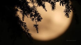 Lua Cheia hoje (10/10): veja o horário e como observar o brilho máximo no céu Lua Cheia hoje (10/10): veja o horário e como observar o brilho máximo no céu