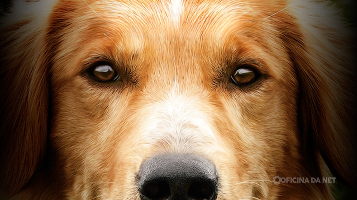 Qual filme vai passar na Sessão da Tarde desta terça-feira, 13 de janeiro. Imagem: Oficina da Net