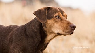 Bella, a cadelinha de A Caminho de Casa