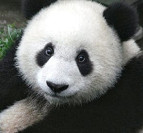 Google panda ativo no Brasil hoje dia 12 de agosto