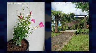 Fotos tiradas com a câmera principal de 200 MP
