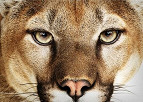 Versão final do Mountain Lion já está disponível para desenvolvedores