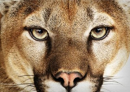 Versão final do Mountain Lion já está disponível para desenvolvedores Versão final do Mountain Lion já está disponível para desenvolvedores