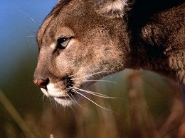 Mac OS X Mountain Lion já pode ser baixado na Mac App Store Mac OS X Mountain Lion já pode ser baixado na Mac App Store