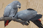 Estudos revelam que papagaios cinzentos possuem raciocínio lógico