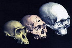 Fósseis encontrados no Quênia poderiam ser de uma nova espécie de humanos Fósseis encontrados no Quênia poderiam ser de uma nova espécie de humanos