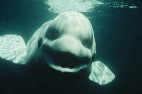 Pesquisadores americanos descobrem baleia capaz de emitir som humano Pesquisadores americanos descobrem baleia capaz de emitir som humano