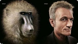 Estudiosos revelam que crise da meia-idade é herança dos primatas Estudiosos revelam que crise da meia-idade é herança dos primatas