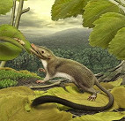 Mamíferos com placenta surgiram apenas após era dos dinossauros Mamíferos com placenta surgiram apenas após era dos dinossauros